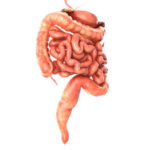 How to Understand the Digestive System and Resolve Digestive Issues